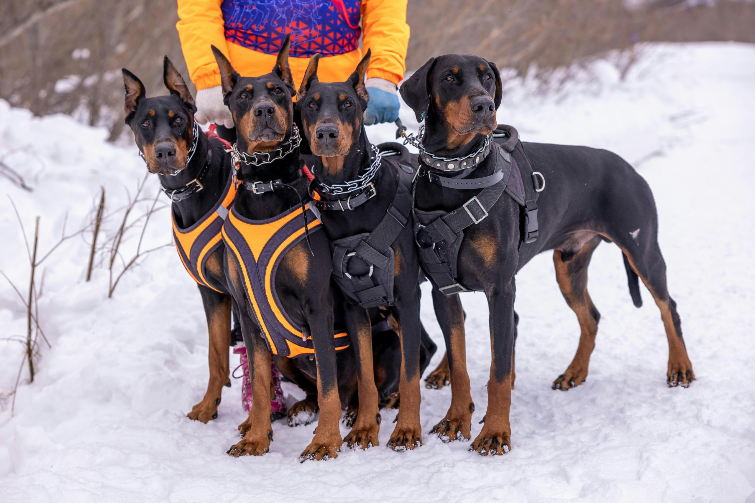Four Doberman dogs wearing harnesses on a snowy path outdoors with a person.